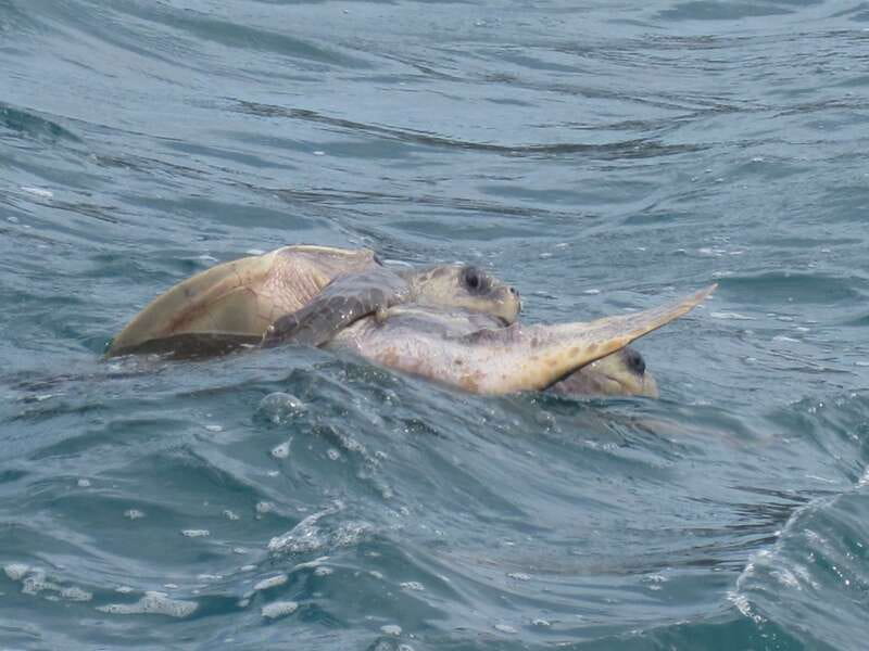 Huatulco: Premium Boat Tour with snorkel experience. - Should you book this Huatulco boat trip?