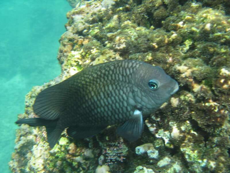 Huatulco: Premium Boat Tour with snorkel experience. - Transport, timing, and comfort