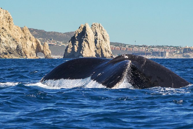 Humpback Whales in Cabo San Lucas - Heading toward the Pacific or Sea of Cortez