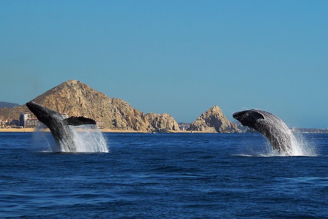 Humpback Whales in Cabo San Lucas - What a good whale sighting may look like