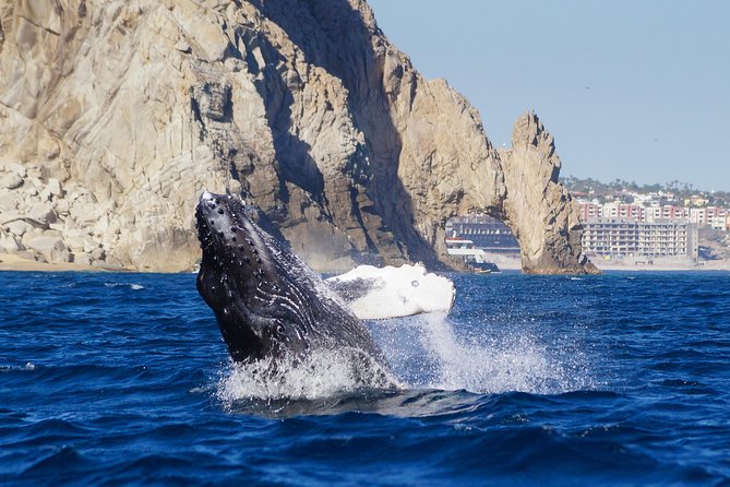 Humpback Whales in Cabo San Lucas - The marine biologist makes the difference