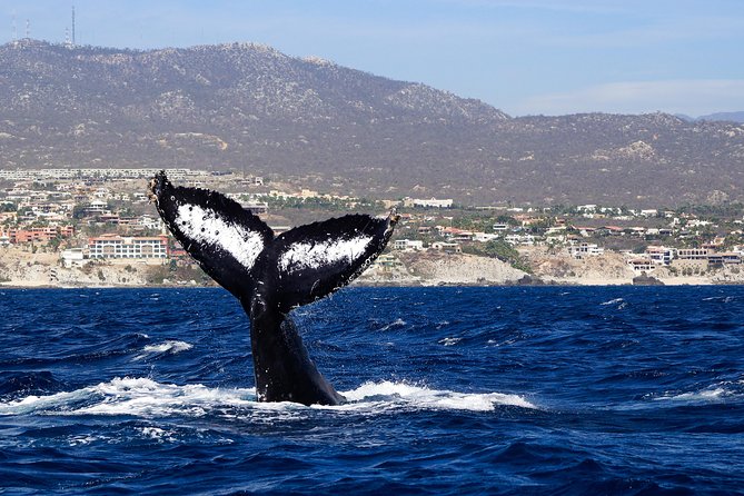 Humpback Whales in Cabo San Lucas - Timing, comfort, and seasickness