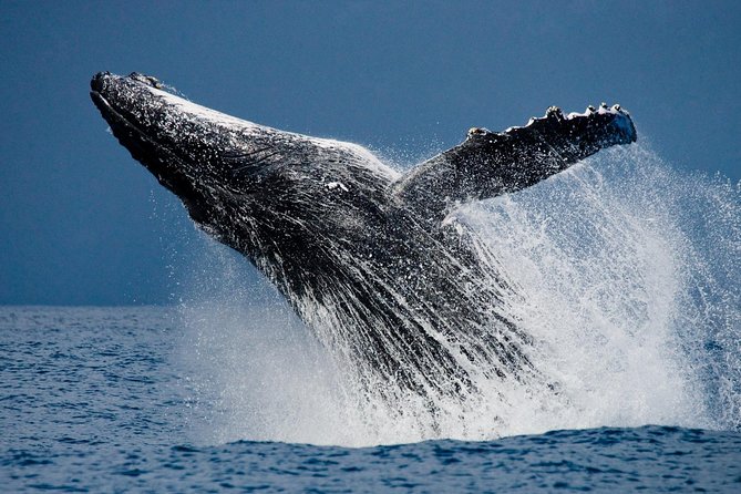 Humpback Whales in Cabo San Lucas - Who should book this boat trip?