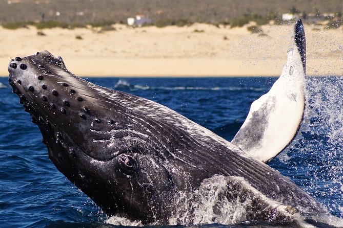 Humpback Whales in Cabo San Lucas - The first look at Cabo’s Arch and sea lions