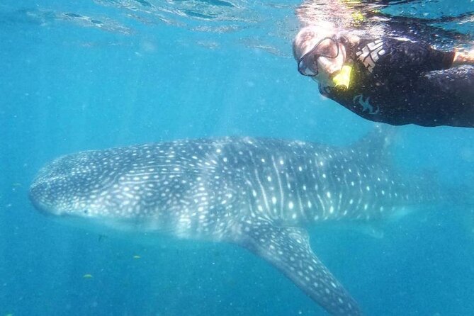 Intimate Eco-Friendly Whale Shark Encounter - Premium Service - Why this La Paz whale shark tour feels different