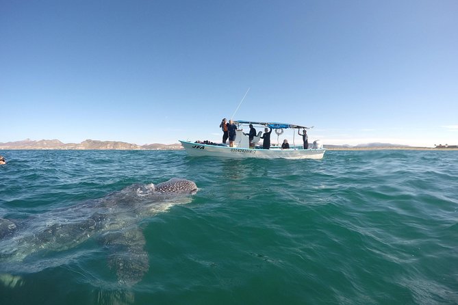 Intimate Eco-Friendly Whale Shark Encounter - Premium Service - Getting into the water with a whale shark