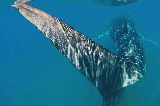 Intimate Eco-Friendly Whale Shark Encounter - Premium Service - Photos, video, and the guides’ personal help