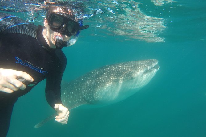 Intimate Eco-Friendly Whale Shark Encounter - Premium Service - Snacks, water, and the eco-friendly details