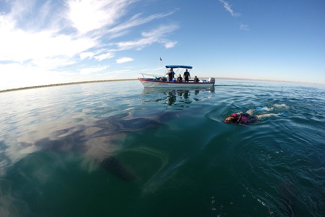 Intimate Eco-Friendly Whale Shark Encounter - Premium Service - Who should book this experience