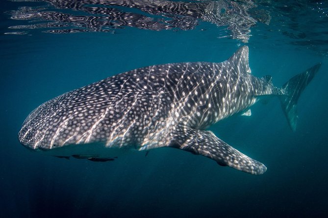 Intimate Eco-Friendly Whale Shark Encounter - Premium Service - Meeting at The Dock Cafe