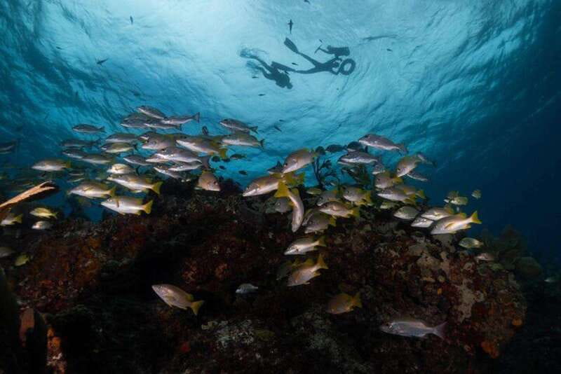Isla Mujeres: Snorkel Tour at Musa and Manchones Reef - Key points to know before you book