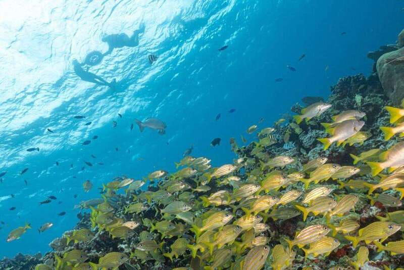 Isla Mujeres: Snorkel Tour at Musa and Manchones Reef - Why MUSA makes this four-hour trip different