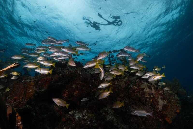Isla Mujeres: Snorkel Tour at Musa and Manchones Reef - Who should book this Isla Mujeres snorkel tour