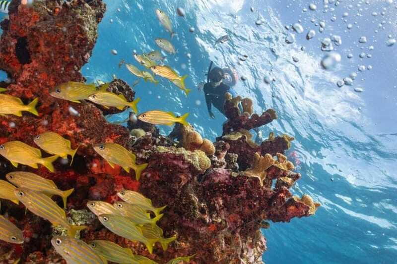Isla Mujeres: Snorkel Tour at Musa and Manchones Reef - FAQ