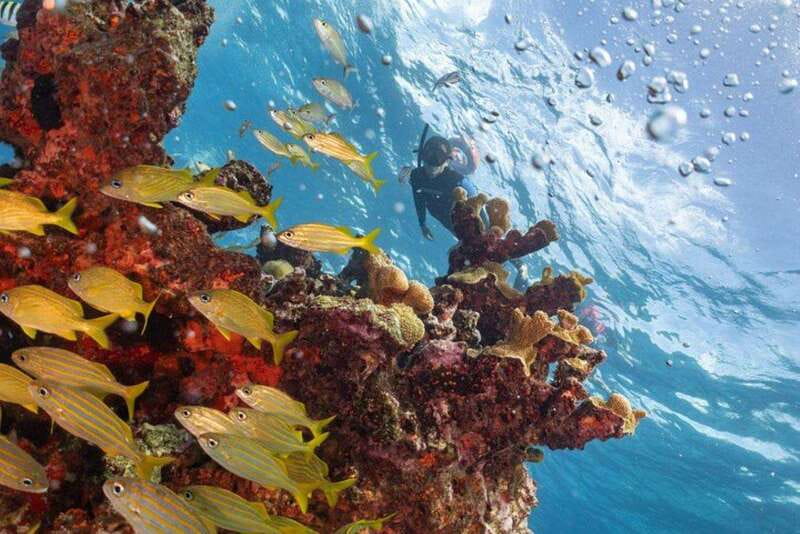 Isla Mujeres: Snorkel Tour at Musa and Manchones Reef - Manchones Reef and the sea life you may see