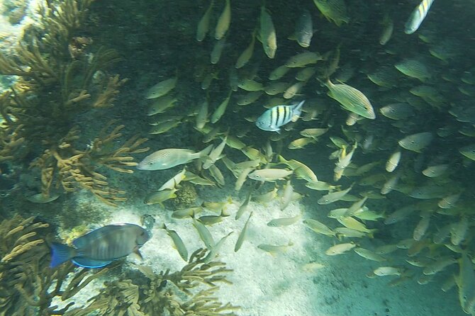 Isla Mujeres Snorkeling Adventure at the Underwater Museum - Lunch at Playa Tiburon adds real value