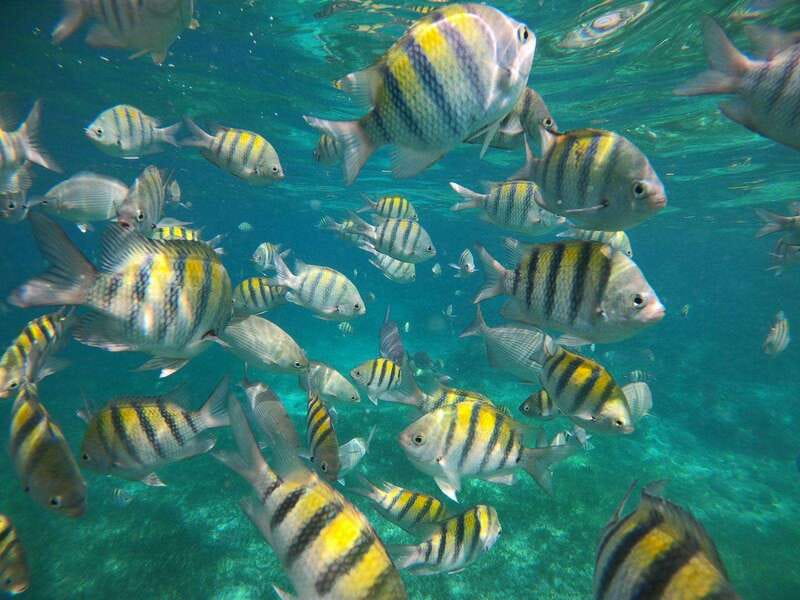 Isla Mujeres: Snorkeling Adventure at the Underwater Museum - What the $57 price really covers
