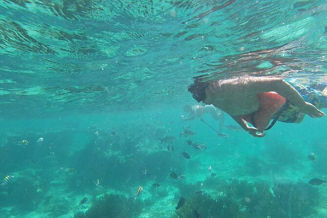 Isla Mujeres: Snorkeling Adventure at the Underwater Museum - El Farito Reef: an easy start in clear water
