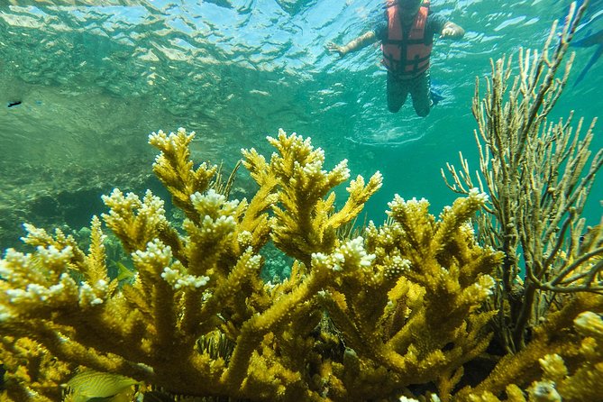 Isla Mujeres Snorkeling Tour Adventure - MUSA and the statues below the surface
