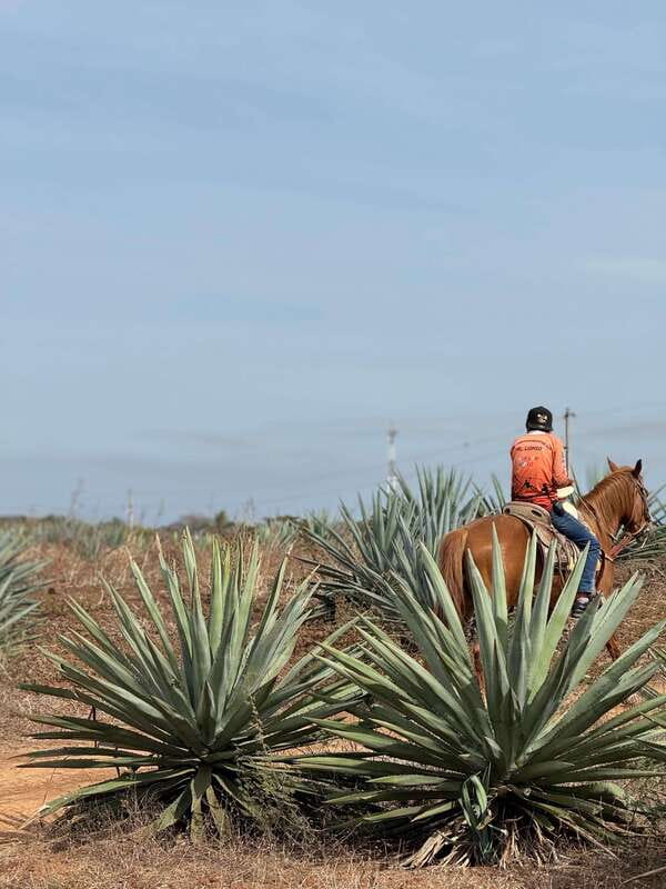 Jungle and beach horseback ride + lunch + mezcal - Lunch With Machaca, Tortillas, and Guacamole