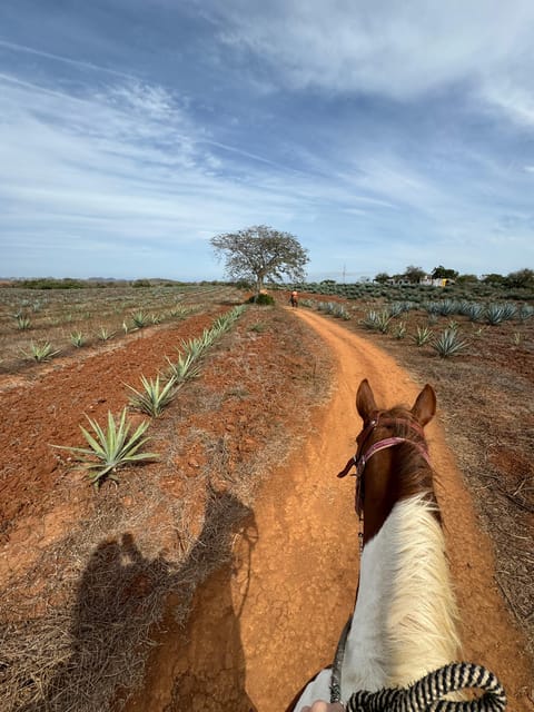 Jungle and beach horseback ride + lunch + mezcal - Who Will Enjoy This Mazatlán Experience?