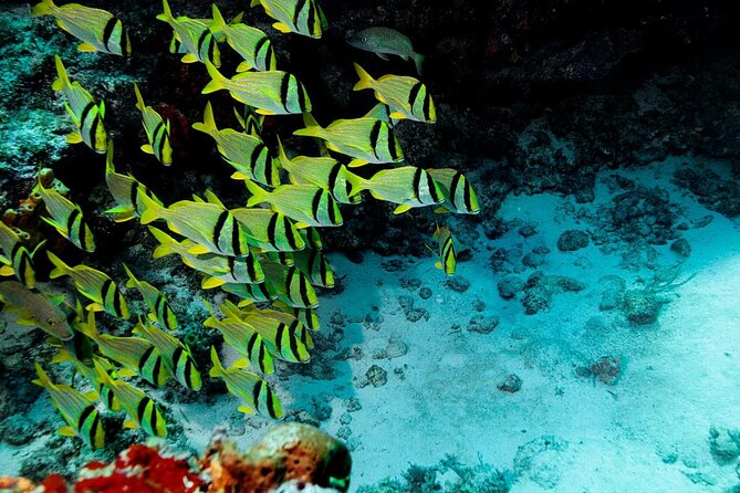 Jungle Jeep Adventure to Mayan Caves, Cenote and Snorkel - Key points to know before booking