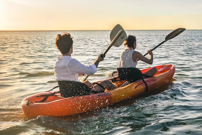 Kayak adventure through Laguna Nichupté in Cancun - The bird tree and shallow mangrove areas
