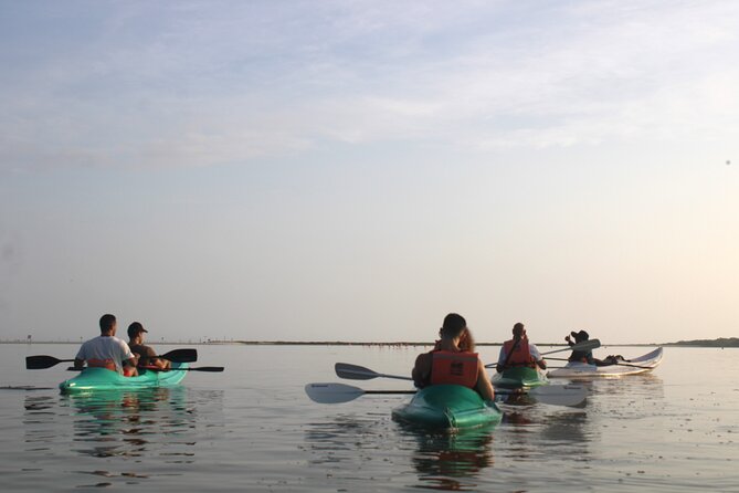 Kayak Mangroves Sunrise Experience - The reserve is full of small surprises