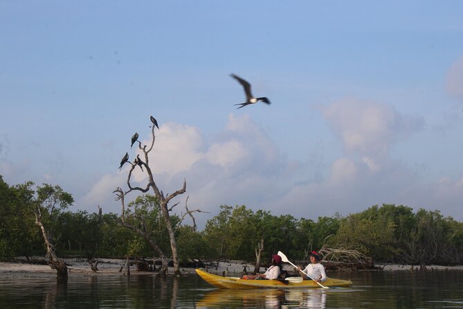 Kayak Mangroves Sunrise Experience - Hotel pickup helps, but the ending needs planning