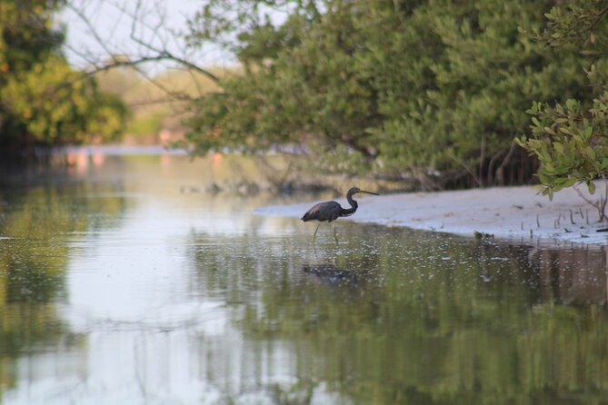 Kayak Mangroves Sunrise Experience - What to bring for comfort and photographs