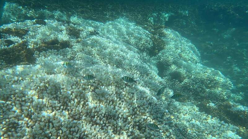 La Paz: Espiritu Santo Island Tour - Who Should Book This Boat Day