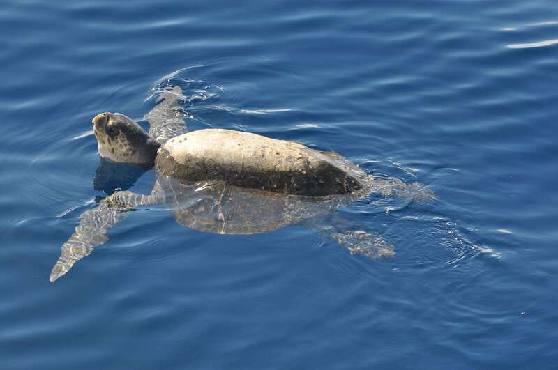 La Paz: Espiritu Santo Island Tour - Why Espíritu Santo Makes a Strong Day Trip