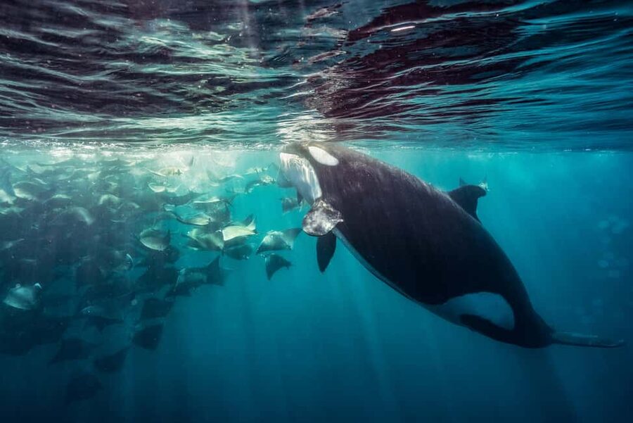La Paz or La Ventana: Ocean Safari - Key points to know before you book