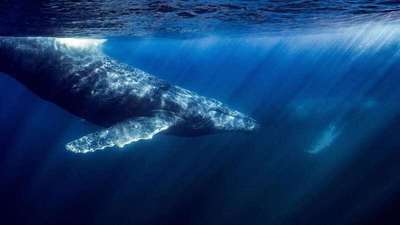 La Paz or La Ventana: Ocean Safari - Searching Cerralvo and Espiritu Santo waters