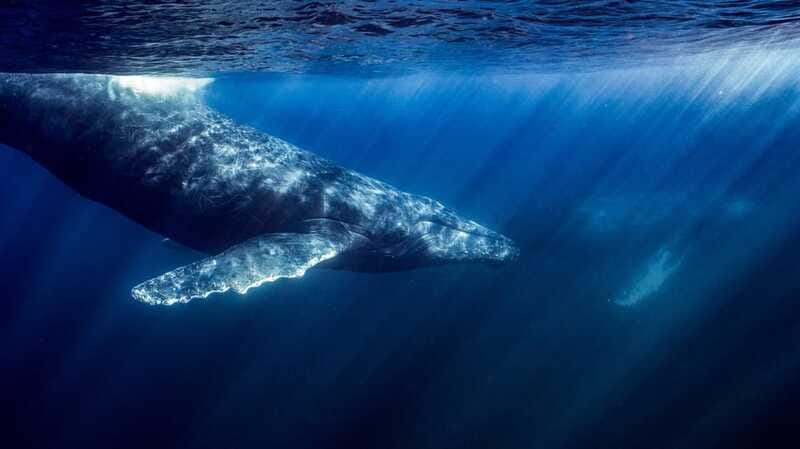 La Paz or La Ventana: Ocean Safari - Getting into the water safely
