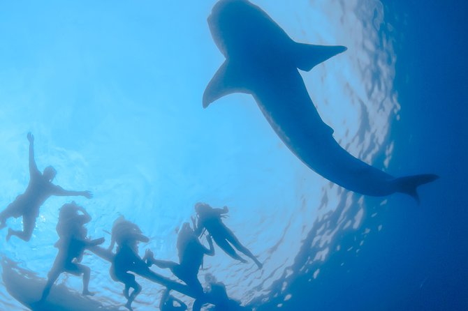 La Paz Whale Shark Snorkeling Tour and Lunch From Los Cabos - The long ride from Los Cabos to La Paz