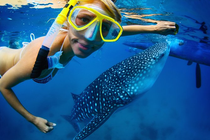 La Paz Whale Shark Snorkeling Tour and Lunch From Los Cabos - Looking for whale sharks in La Paz Bay