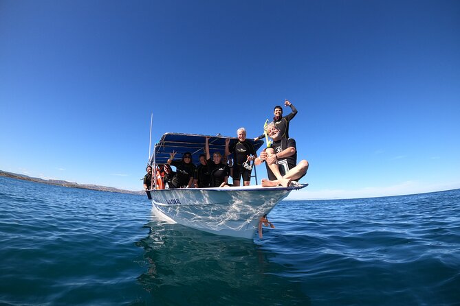 La Paz Whale Shark Snorkeling Tour and Lunch From Los Cabos - The biggest risk is not the animals, but the conditions