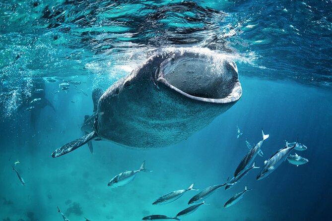 La Paz Whale Shark Snorkeling Tour and Lunch From Los Cabos - What the $259 price really covers