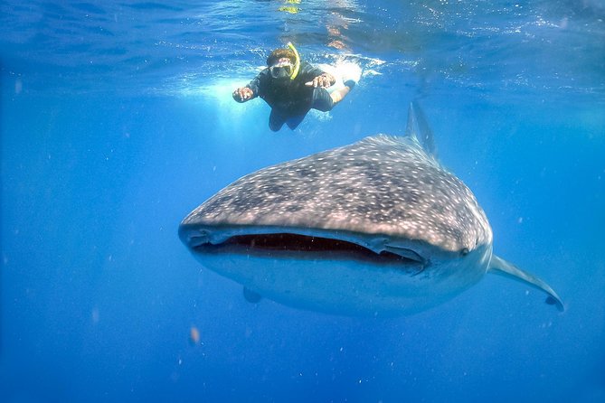 La Paz Whale Shark Snorkeling Tour and Lunch From Los Cabos - Who will enjoy this day most