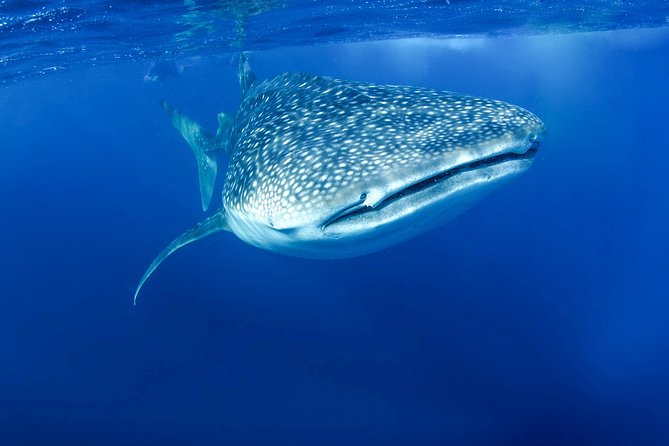 La Paz Whale Shark Snorkeling Tour and Lunch From Los Cabos - Tips for getting the most from the outing