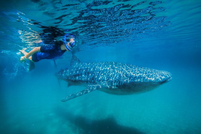 La Paz Whale Shark Snorkeling Tour and Lunch From Los Cabos - Meeting the panga at La Paz’s Malecón