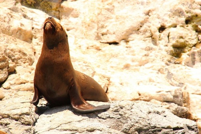 Land's End Sightseeing Boat Tour in Los Cabos - The return ride and where you finish