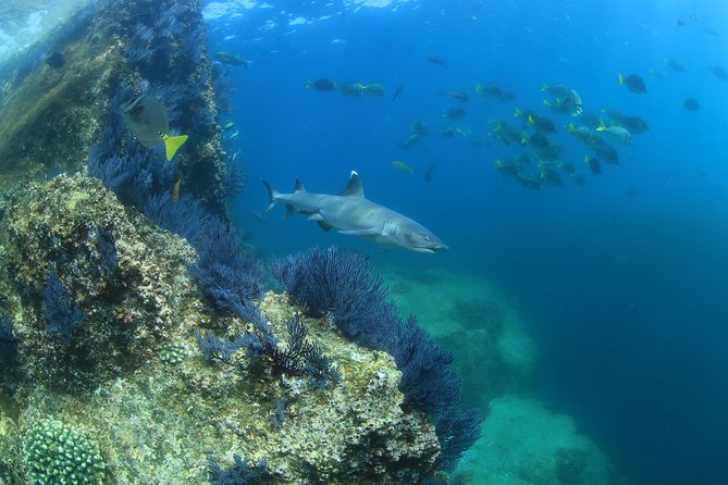 Learn to Scuba Dive in Cabo San Lucas with PADI - Pickup, timing, and the one logistics concern