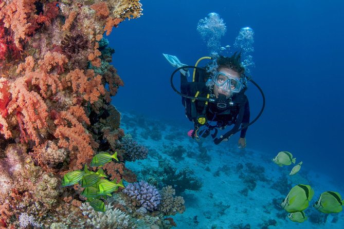 Learn to Scuba Dive in Cabo San Lucas with PADI - Pelican Rock: your first ocean stop