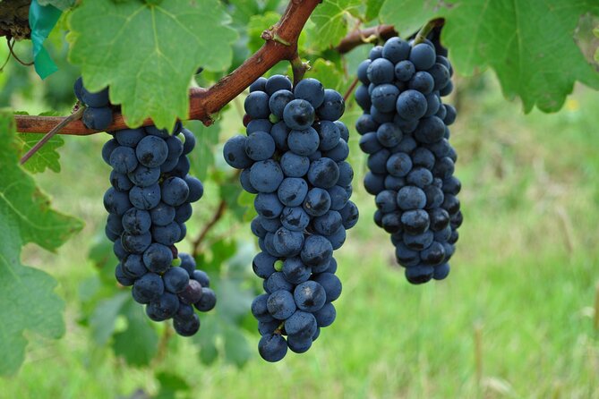 Local Vineyard Tour & Wine Tasting at the Independence Valley - Should you book the Tres Raíces wine tour?
