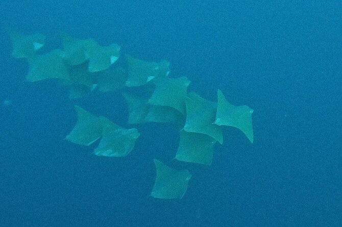 Los Cabos Beginner Scuba Dive Experience - The underwater portion: fish, reefs, and time limits