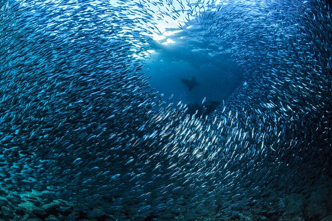 Los Cabos Beginner Scuba Dive Experience - What is included, and what you still need to pay
