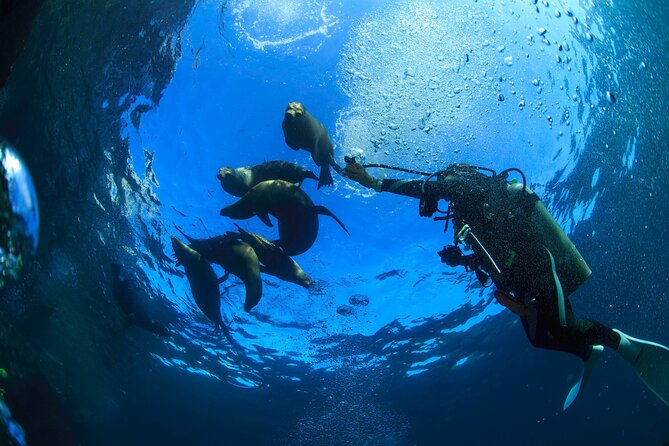 Los Cabos Beginner Scuba Dive Experience - Timing, weather, and cancellation details