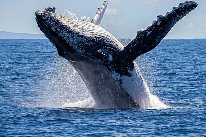 Los Cabos Private Yacht Whale Watching & Drinks - Up to 18 Guests - Leaving C Dock and finding the yacht